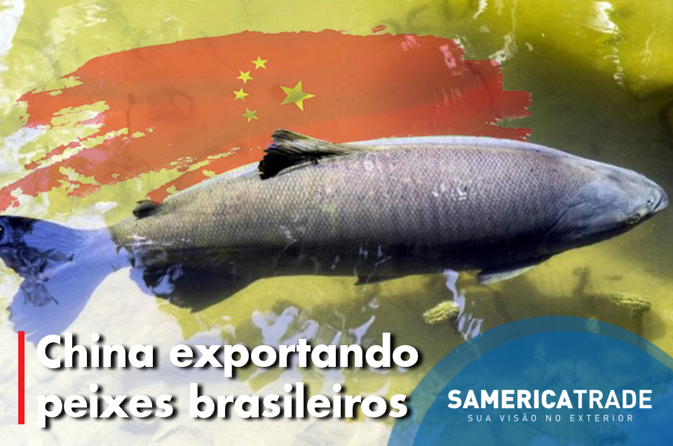 China, a maior exportadora de peixes brasileiros